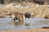 DOGUE ALLEMAND 199